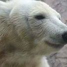 しろくーま