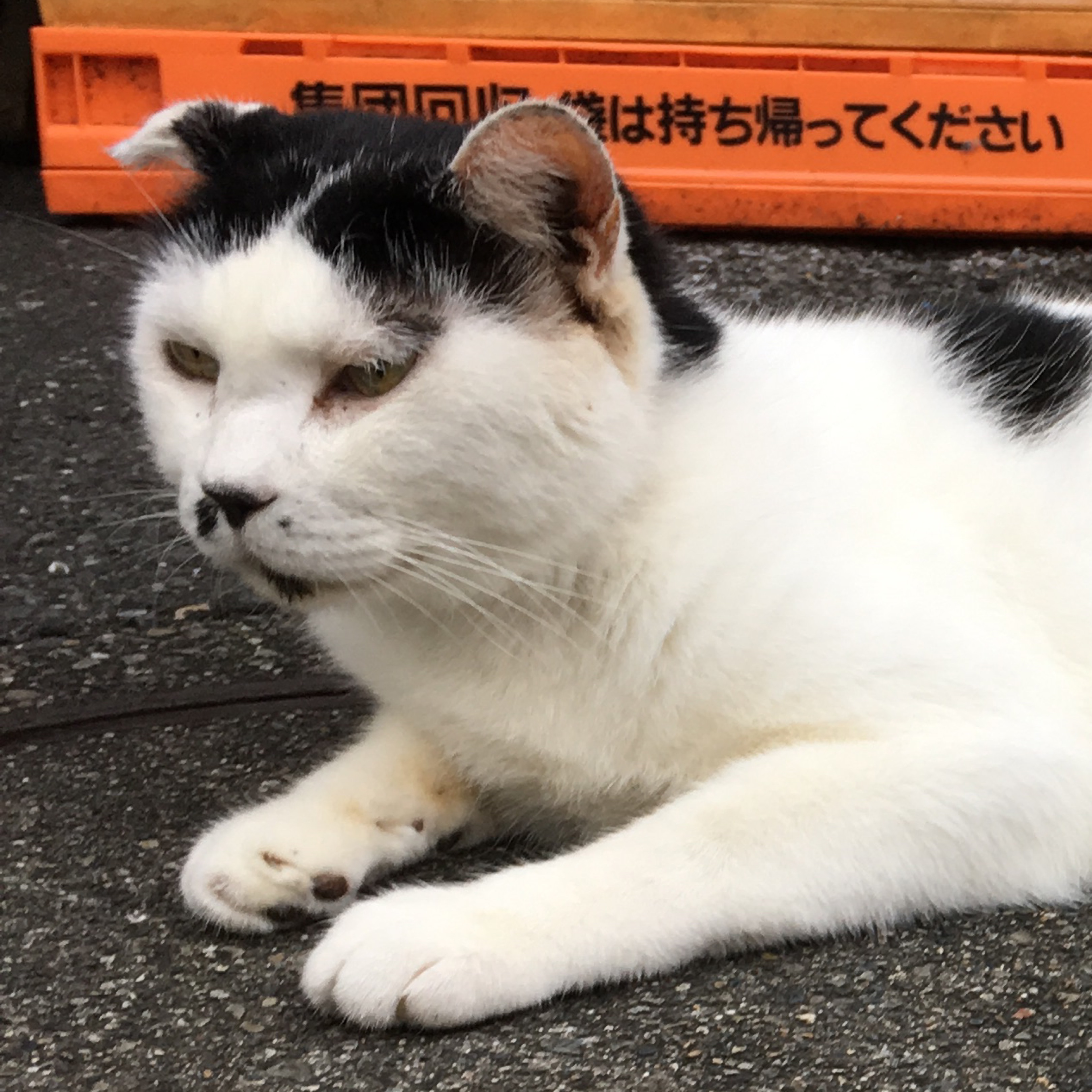 むき